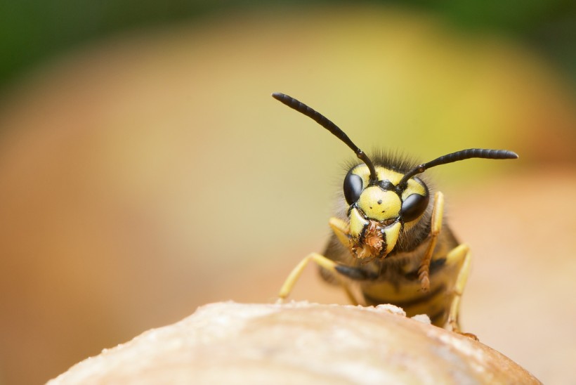 点击大图看下一张：黄蜂的特写图片