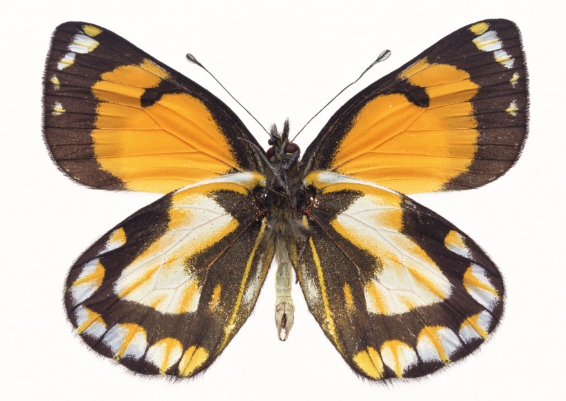 点击大图看下一张：黄色蝴蝶标本图片