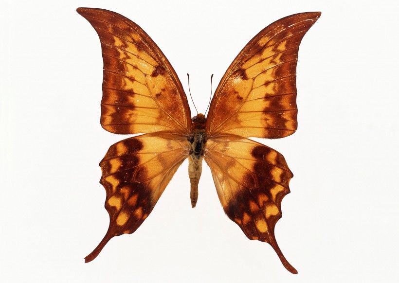 点击大图看下一张：黄色蝴蝶标本图片