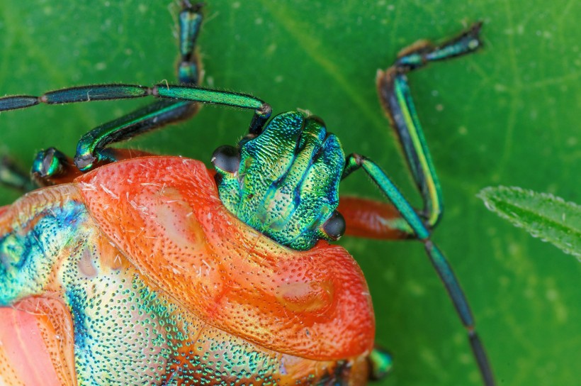 点击大图看下一张：黄金龟甲虫图片