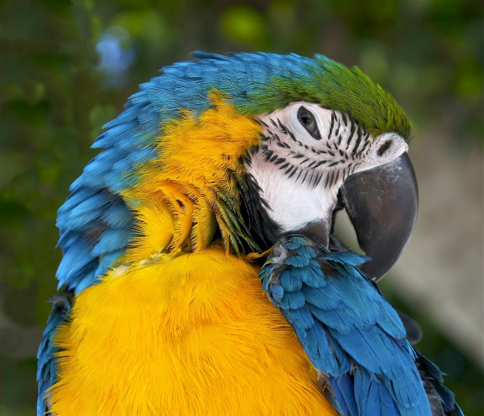 点击大图看下一张：色彩漂亮的黄蓝金刚鹦鹉图片