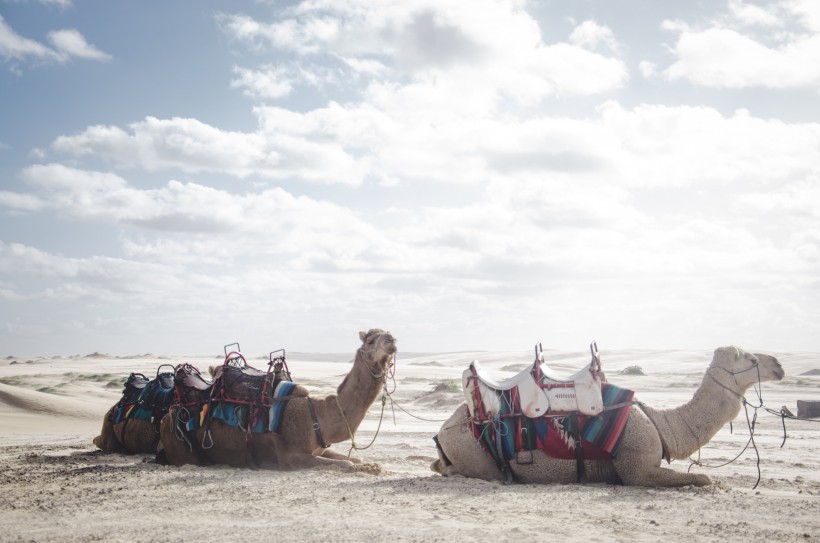 点击大图看下一张：荒漠中的骆驼图片