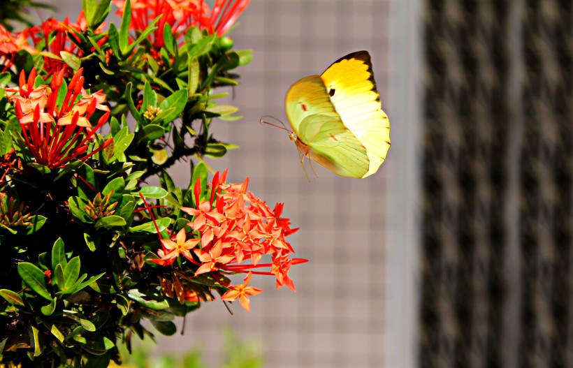 点击大图看下一张：好看的黄色蝴蝶图片