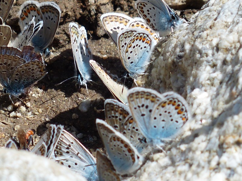 点击大图看下一张：花纹特别的灰蝶图片
