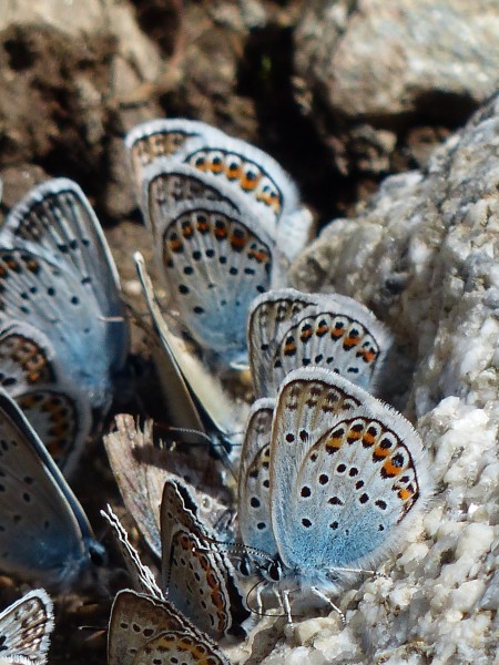 点击大图看下一张：花纹特别的灰蝶图片