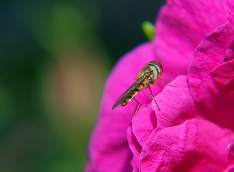 点击大图看下一张：花心上的蜂蝇图片