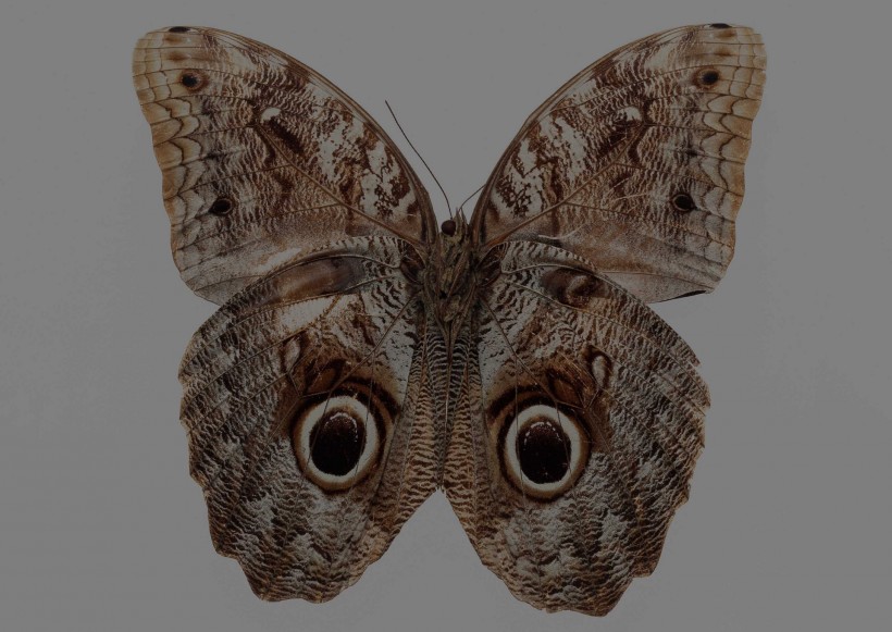 点击大图看下一张：蝴蝶标本图片