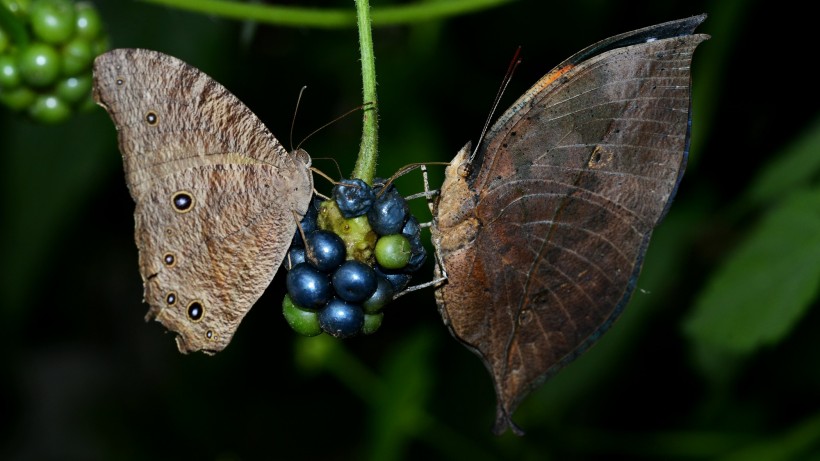点击大图看下一张：觅食的蝴蝶图片