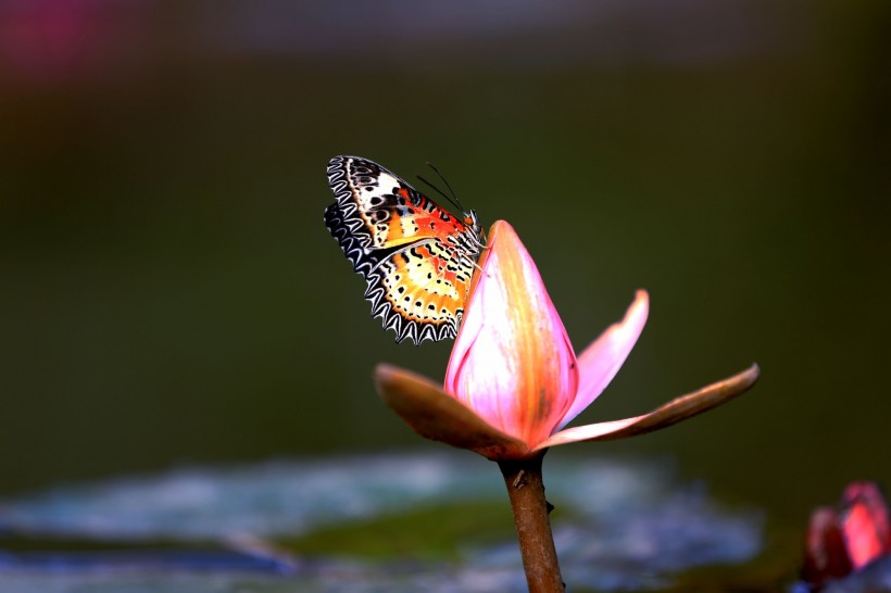 点击大图看下一张：寻花的蝴蝶图片