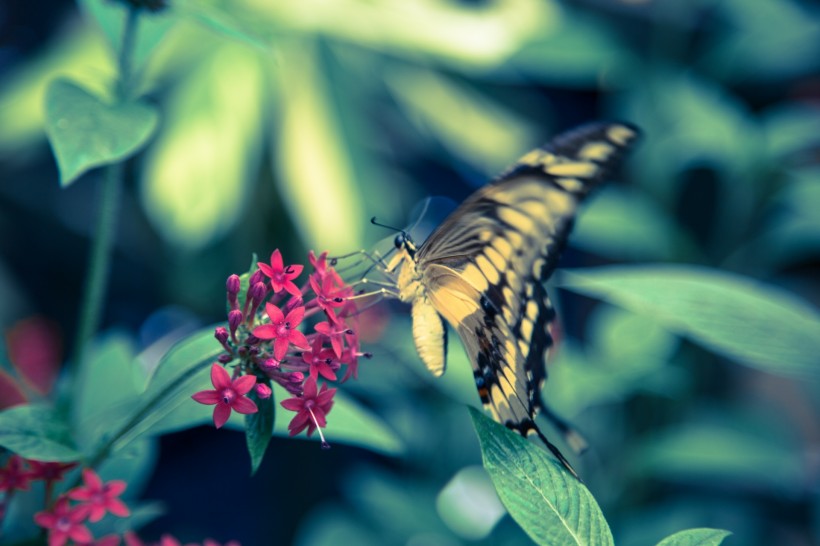 点击大图看下一张：五彩缤纷的蝴蝶图片