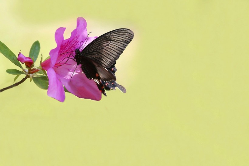 点击大图看下一张：杜鹃花上的蝴蝶图片