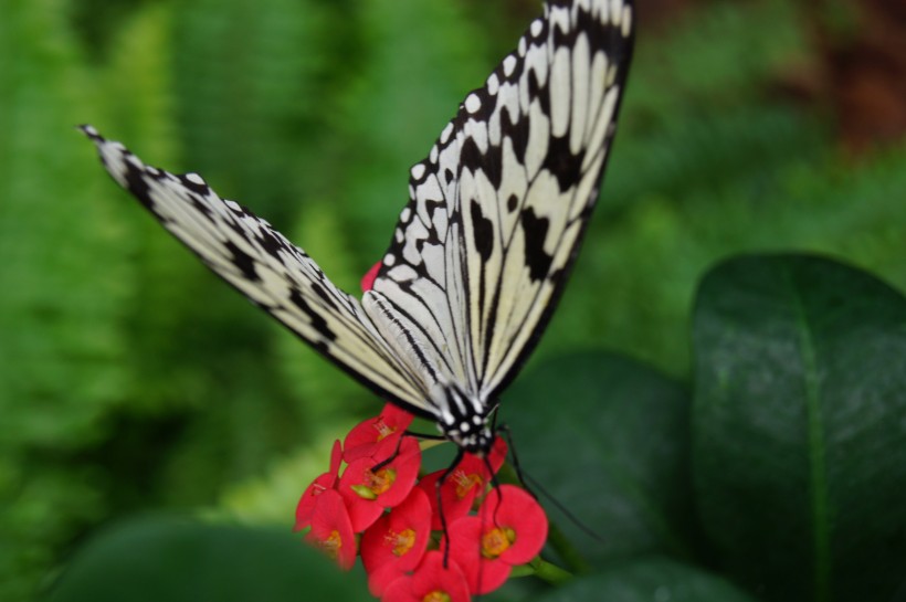 点击大图看下一张：绚丽的蝴蝶图片