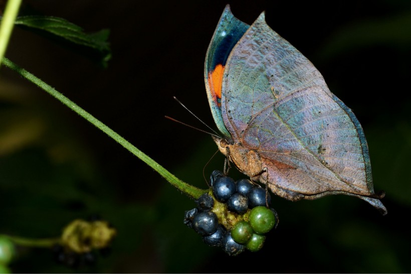 点击大图看下一张：觅食的蝴蝶图片