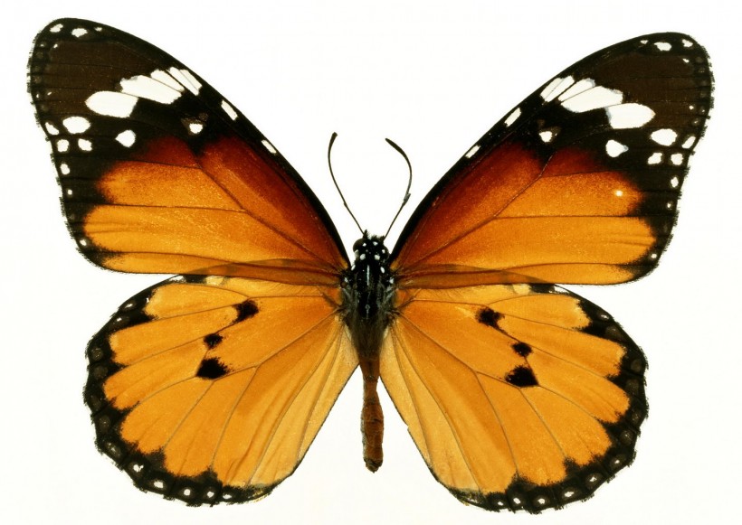点击大图看下一张：蝴蝶图片