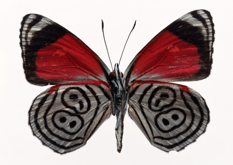 点击大图看下一张：百种蝴蝶标本图片