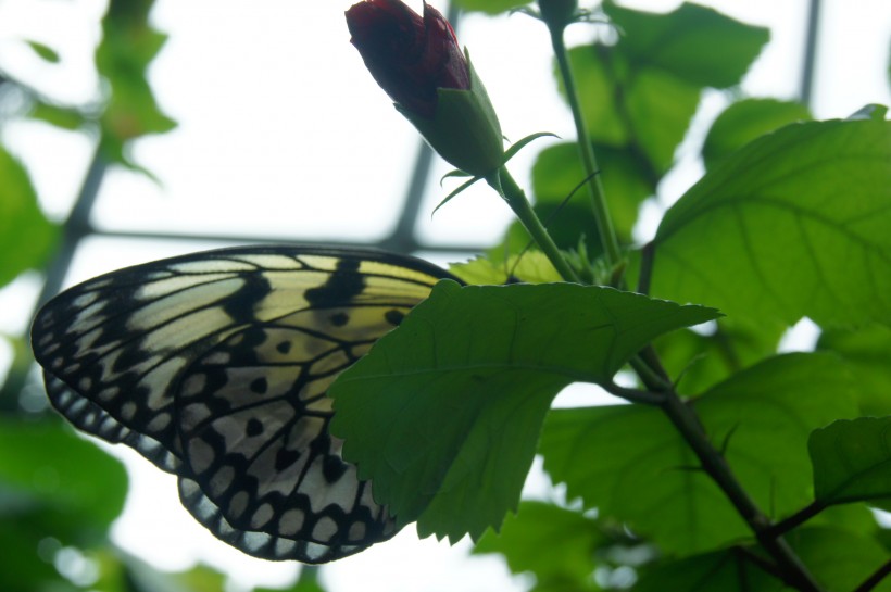 点击大图看下一张：绚丽的蝴蝶图片