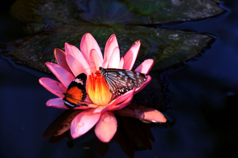 点击大图看下一张：寻花的蝴蝶图片