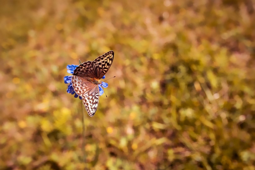 点击大图看下一张：色彩斑斓的蝴蝶图片