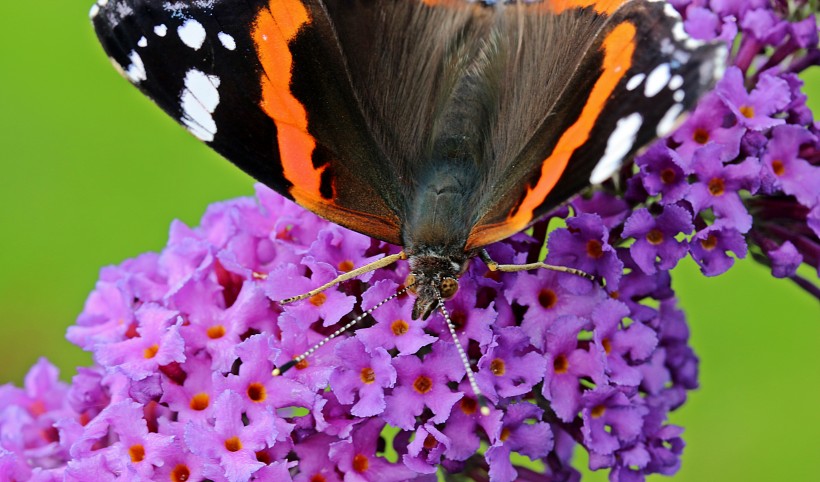 点击大图看下一张：鲜花上的蝴蝶图片