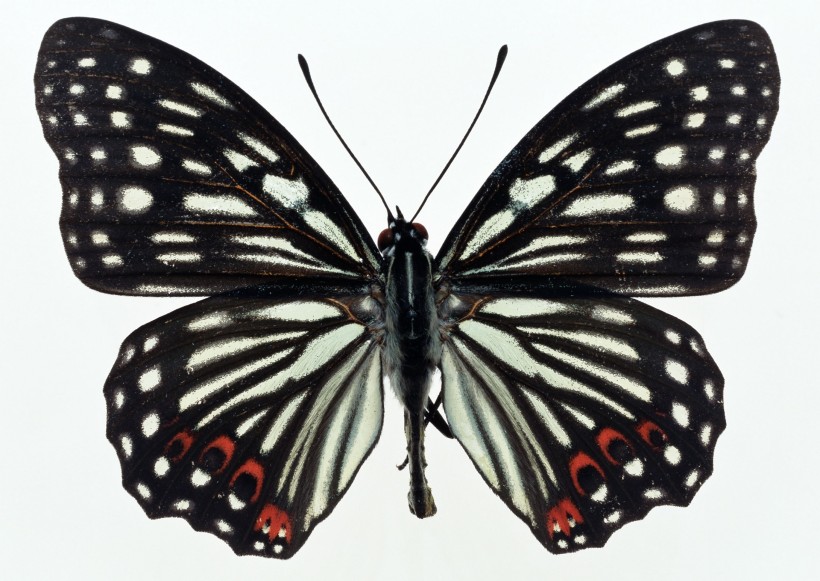 点击大图看下一张：百种蝴蝶标本图片