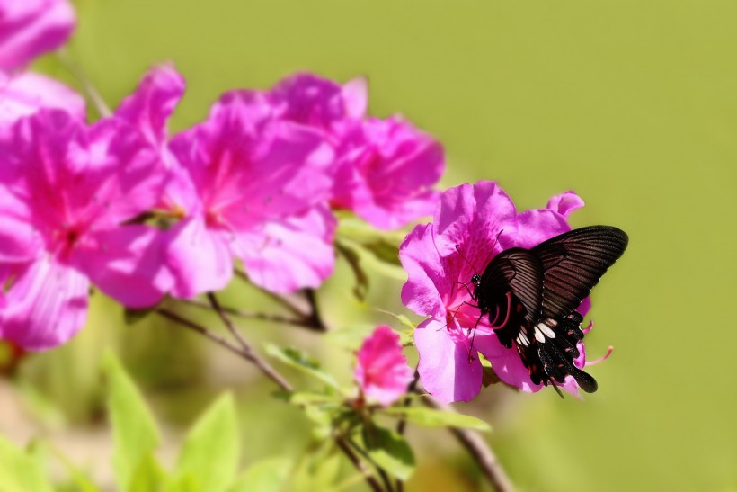 点击大图看下一张：杜鹃花上的蝴蝶图片