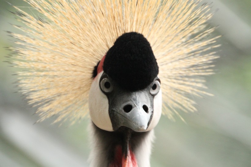 点击大图看下一张：头戴皇冠的灰冠鹤图片