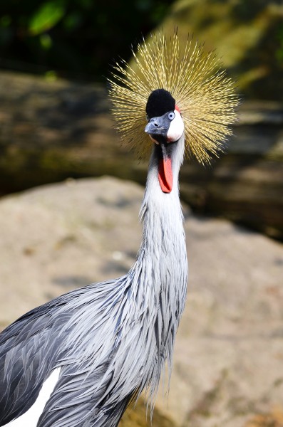 点击大图看下一张：头戴皇冠的灰冠鹤图片
