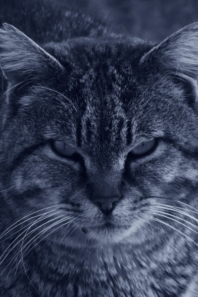 点击大图看下一张：神态各异的灰猫图片