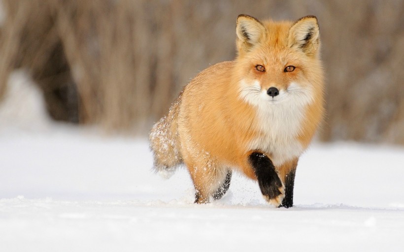 点击大图看下一张：狐狸图片