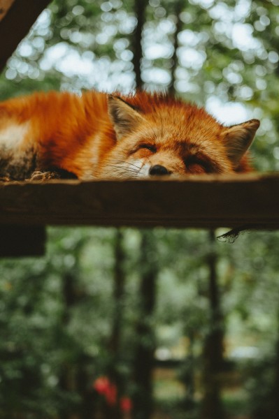 点击大图看下一张：野外的狐狸图片