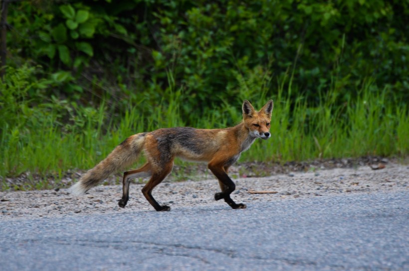 点击大图看下一张：毛茸茸的狐狸图片