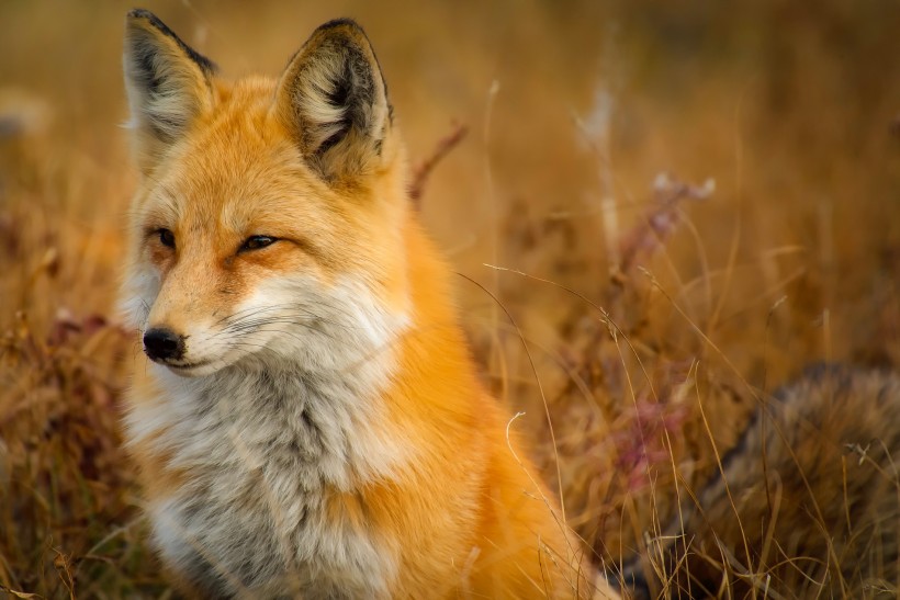 点击大图看下一张：野外的狐狸图片