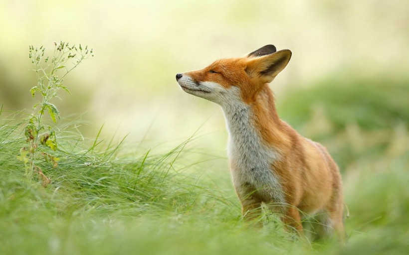 点击大图看下一张：狐狸图片