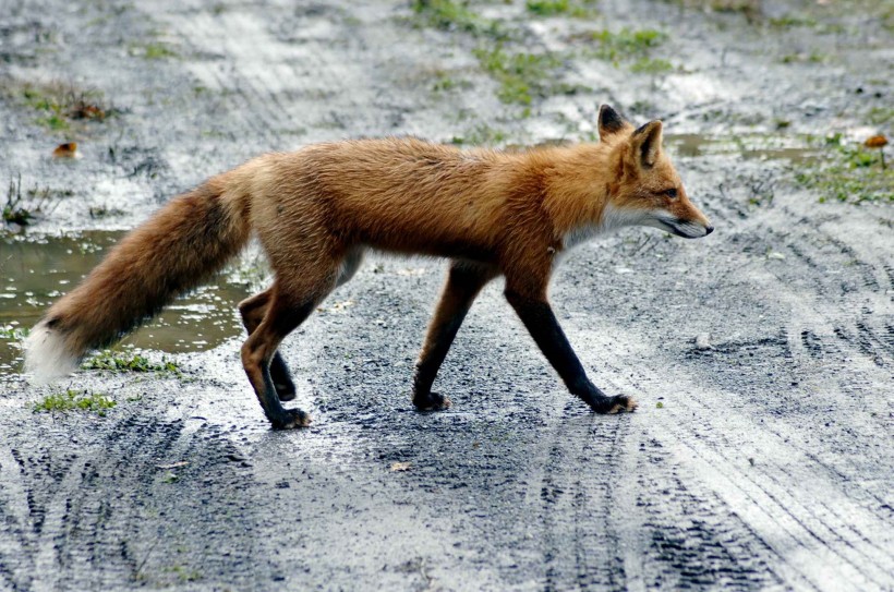 点击大图看下一张：毛茸茸的狐狸图片
