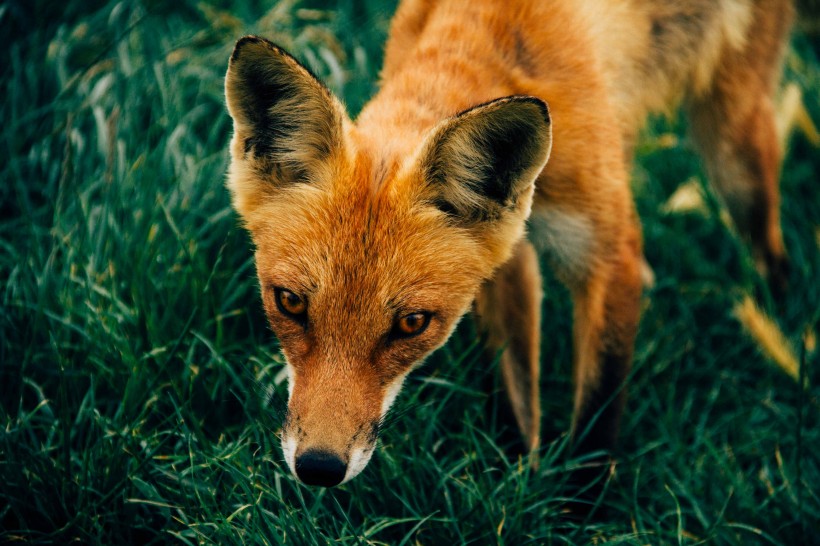 点击大图看下一张：神秘灵气的狐狸图片