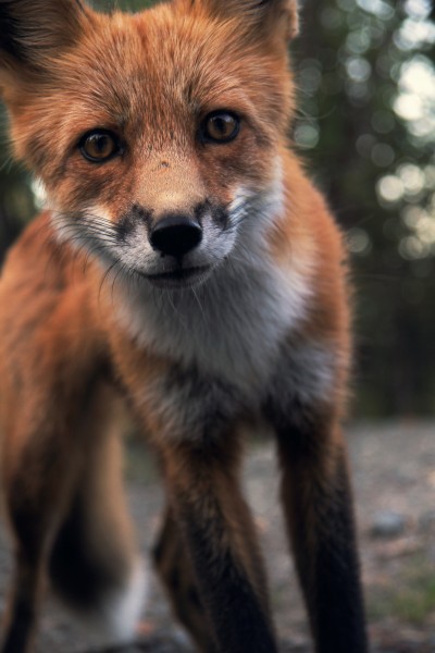 点击大图看下一张：可爱的狐狸图片