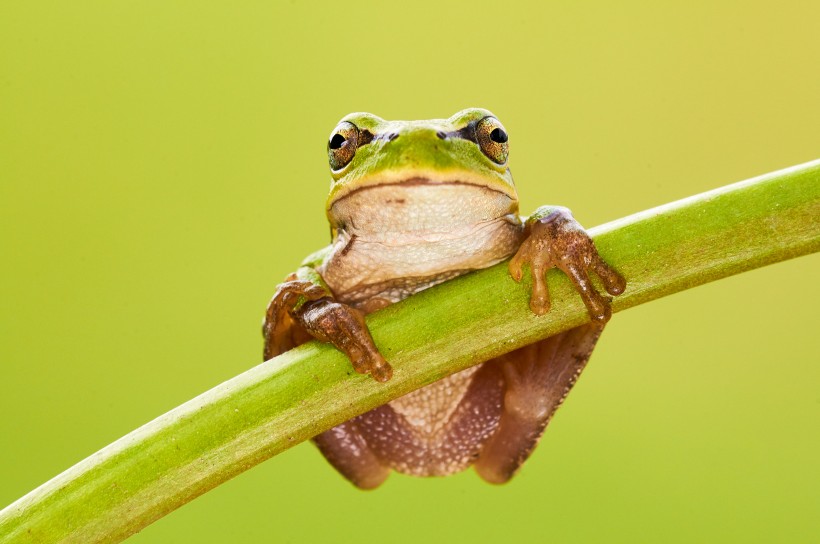 点击大图看下一张：活蹦乱跳的青蛙图片
