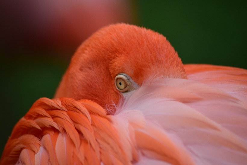 点击大图看下一张：毛色艳丽的火烈鸟图片