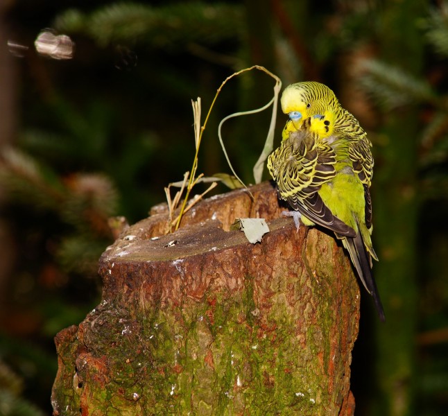 点击大图看下一张：黄绿相间的虎皮鹦鹉图片