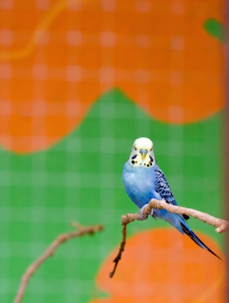 点击大图看下一张：蓝灰色的虎皮鹦鹉图片