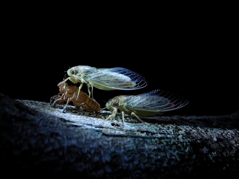 点击大图看下一张：各种昆虫微距摄影图片