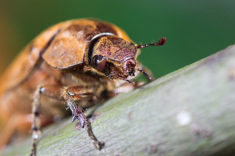 点击大图看下一张：甲虫微距图片