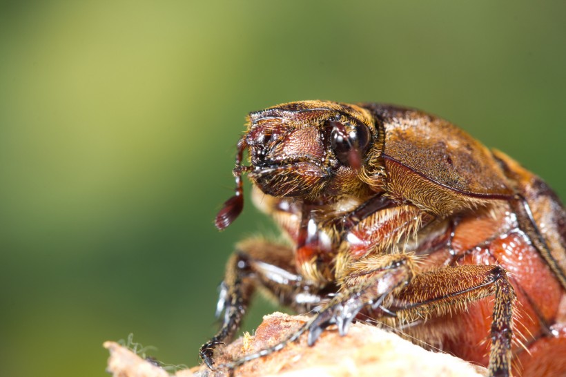 点击大图看下一张：甲虫微距图片