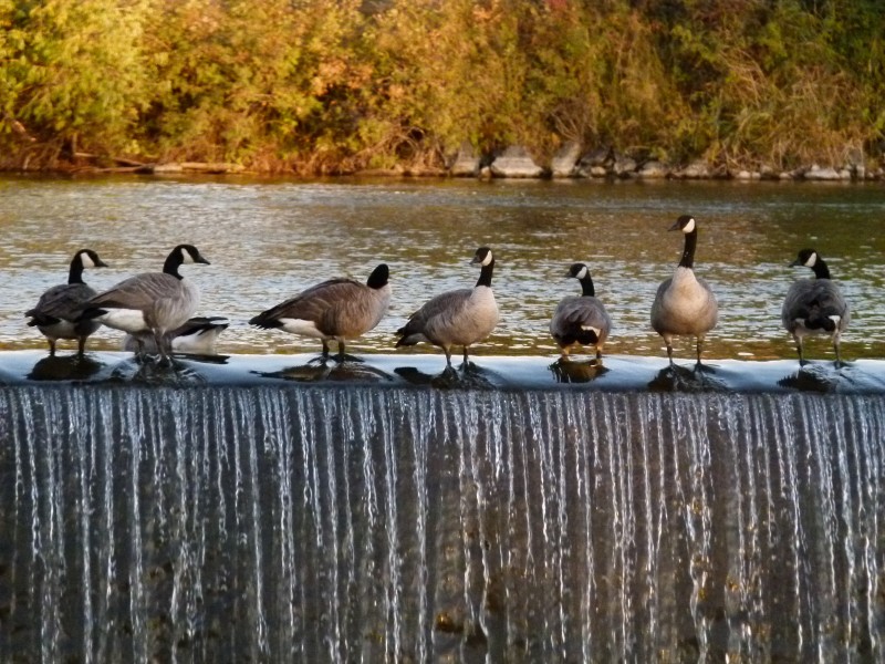 点击大图看下一张：喜集群的加拿大黑雁图片