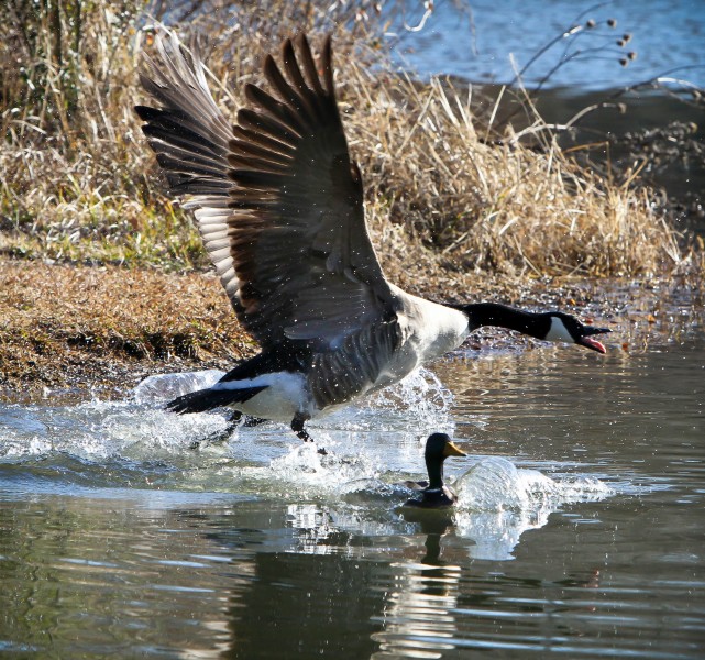 点击大图看下一张：喜集群的加拿大黑雁图片