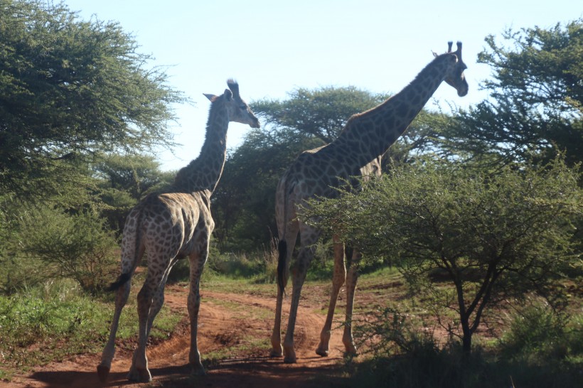 点击大图看下一张：健壮的长颈鹿图片