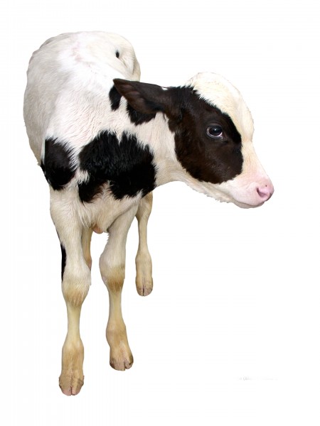 点击大图看下一张：健壮的小牛犊图片