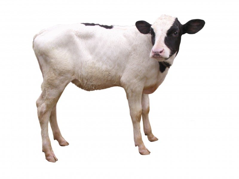 点击大图看下一张：健壮的小牛犊图片