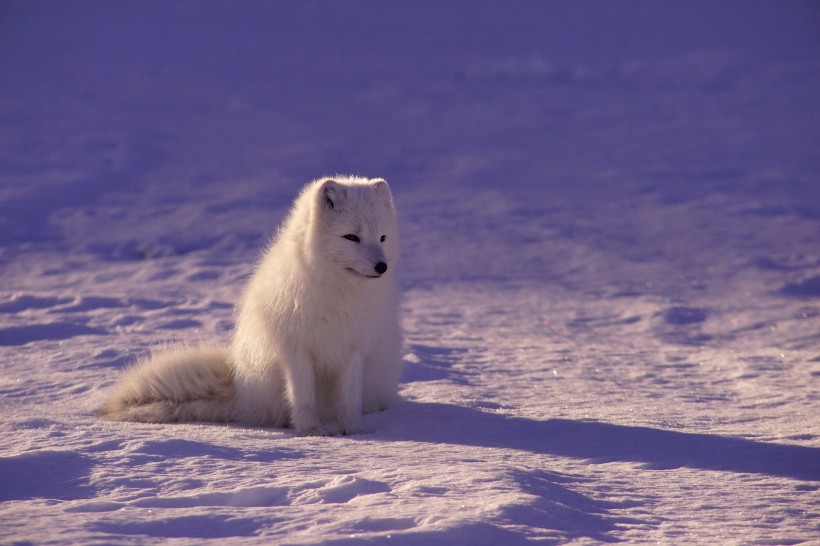 点击大图看下一张：体型娇小的白狐图片