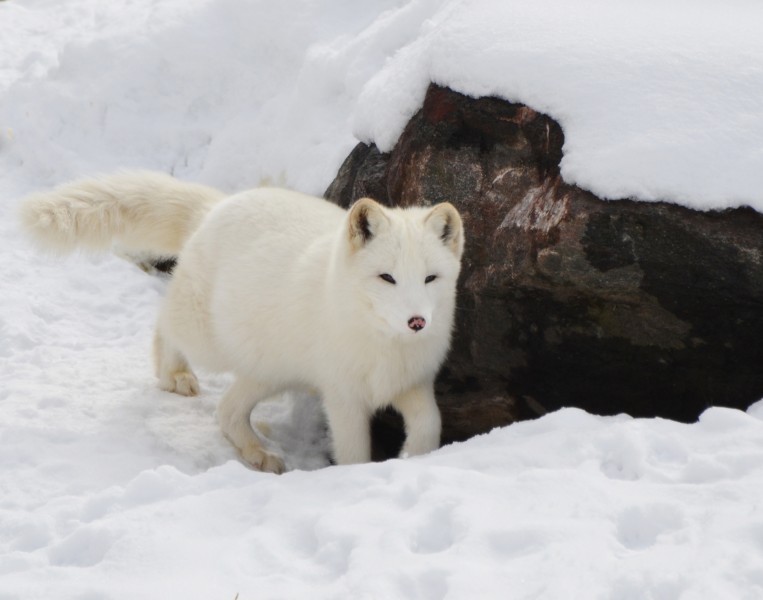 点击大图看下一张：体型娇小的白狐图片